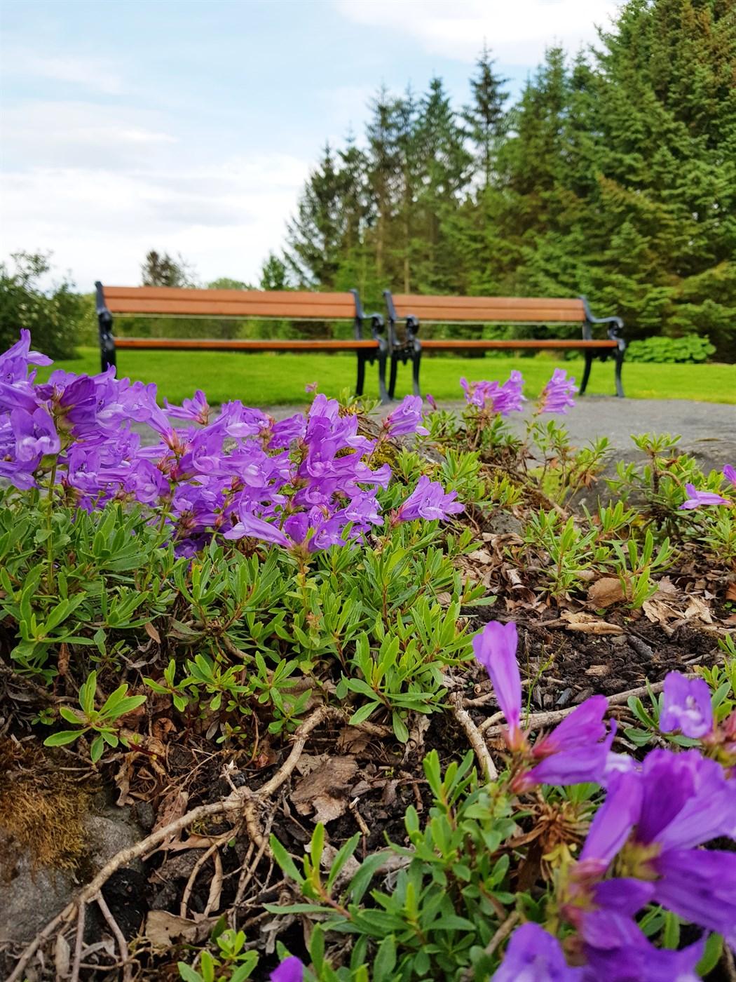 Grímulaus í sumar?