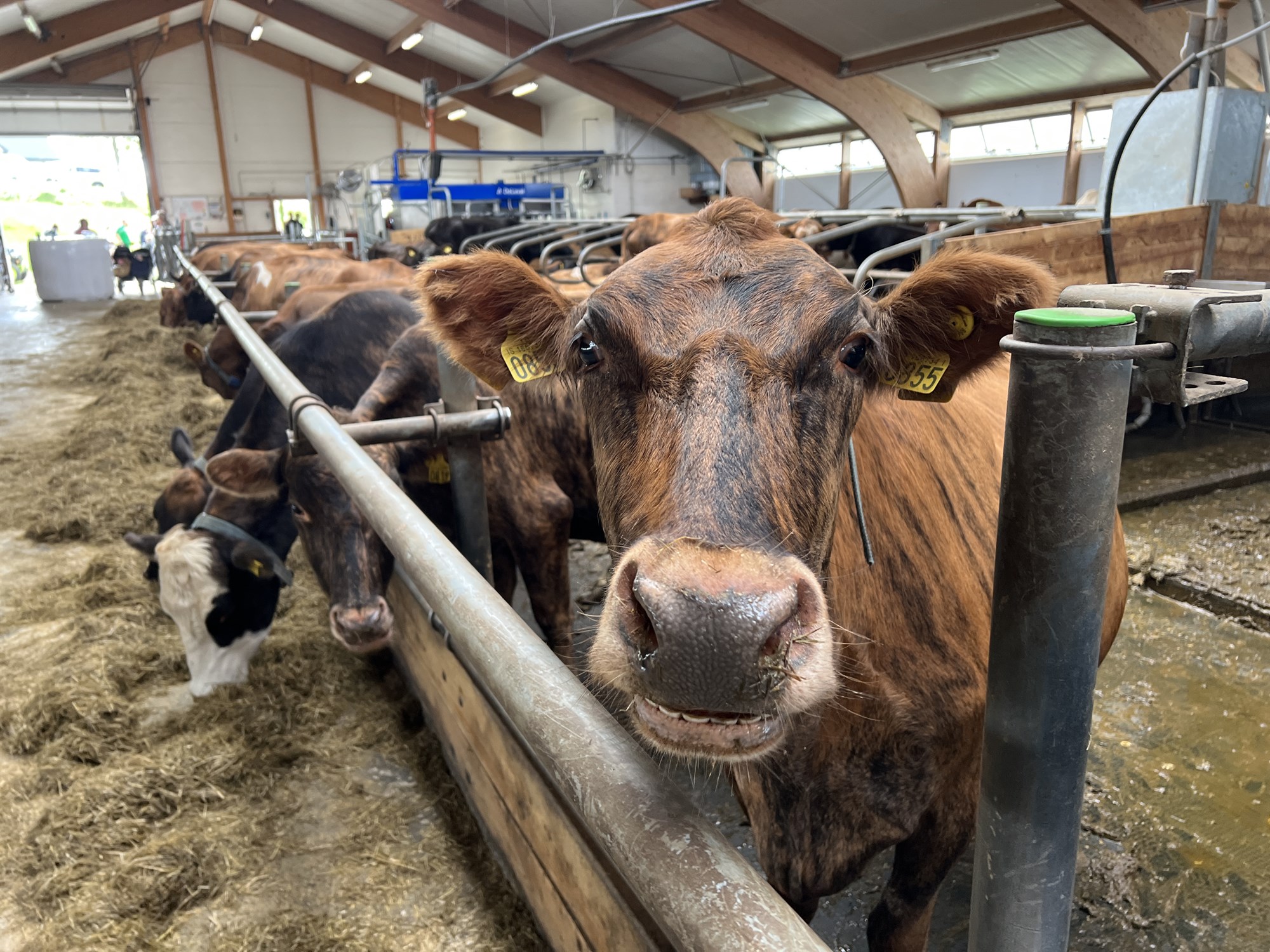 Meira um Parainfluensu í nautgripum