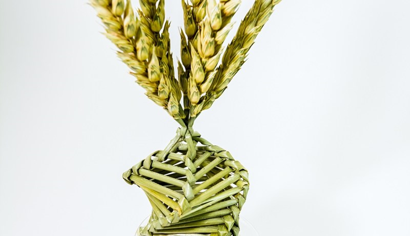 Erfðamengi hveitis kortlagt