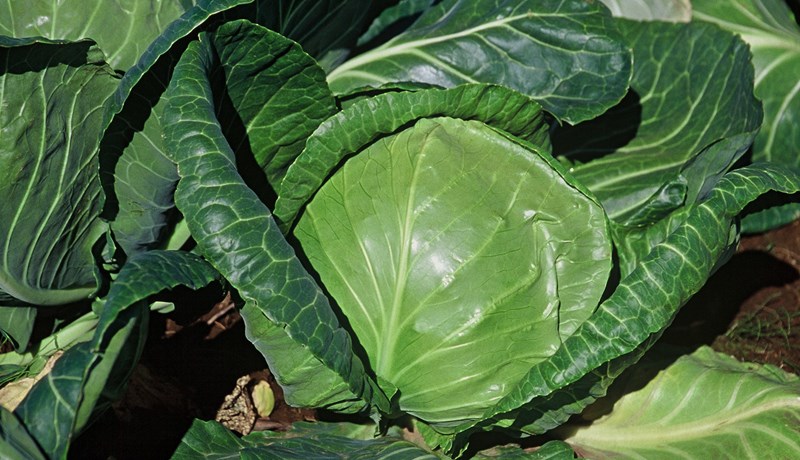 Útiræktað grænmeti dafnaði vel í sumar