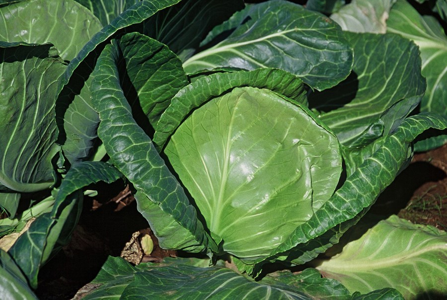 Væntingar eru um góða uppskeru útiræktaðs grænmetis í haust vegna hagstæðra veðurskilyrða fram til þessa.