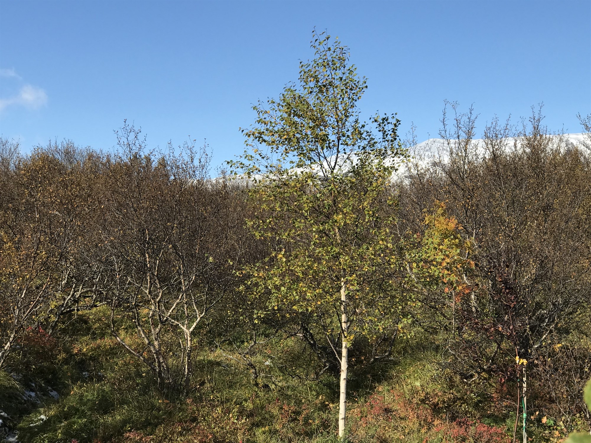 Óábyrgar kröfur um afnám skógræktar á Íslandi
