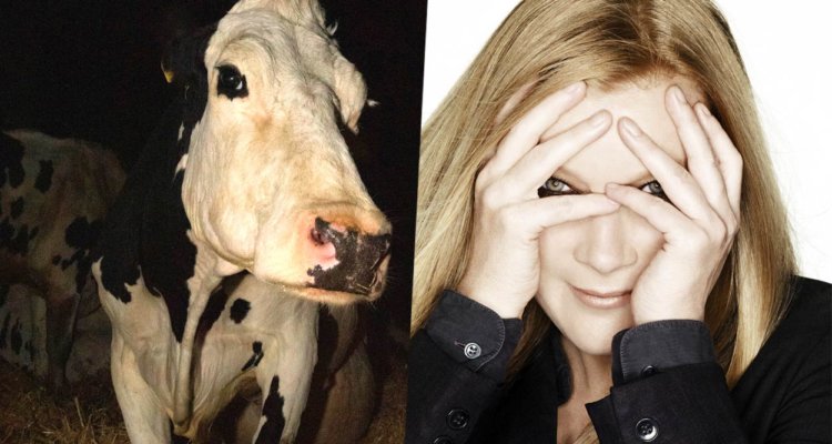 Cow eftir Óskarsverðlaunahafann Andrea Arnold sýnd á RIFF 2021