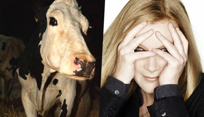 Cow eftir Óskarsverðlaunahafann Andrea Arnold sýnd á RIFF 2021