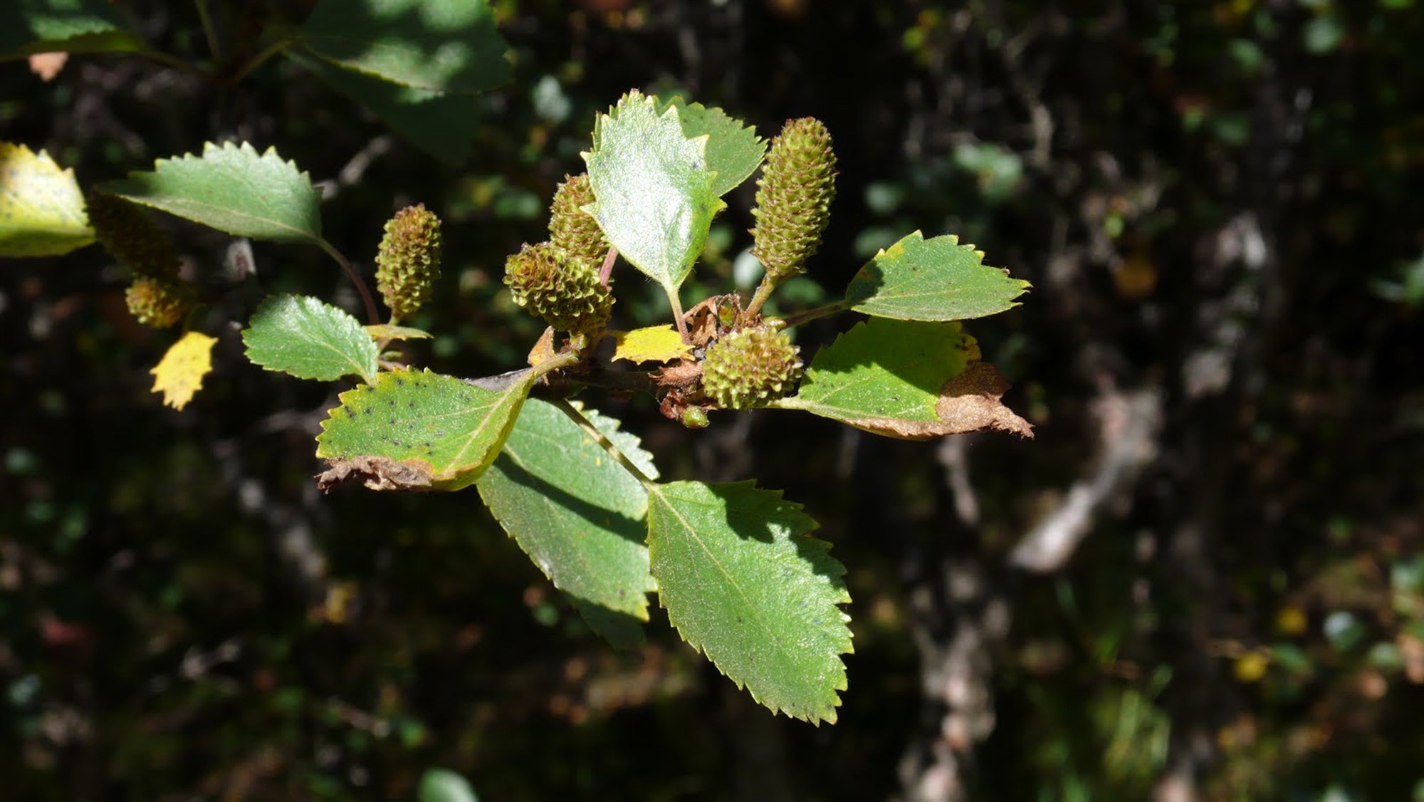 Metið -30,345 kílótonn CO2 ígilda á ári 