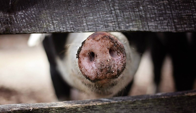 Afrísk svínaflensa breiðist hratt út í Evrópu