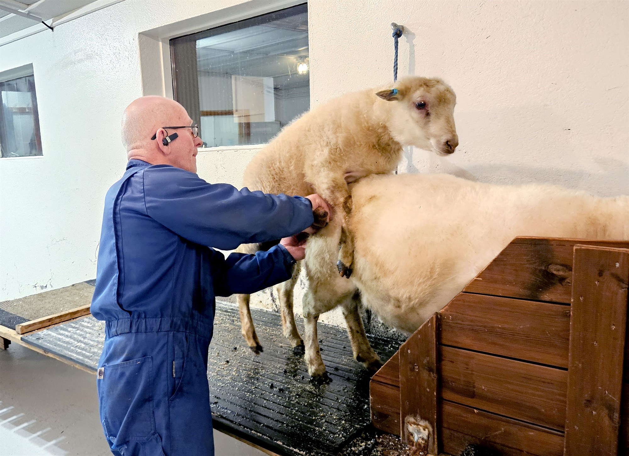 Dýrmæt erfðaefni dreifast víða