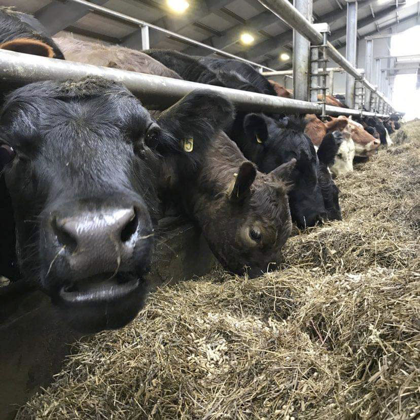 Kjarnfóðurgjöf holdanauta athuguð