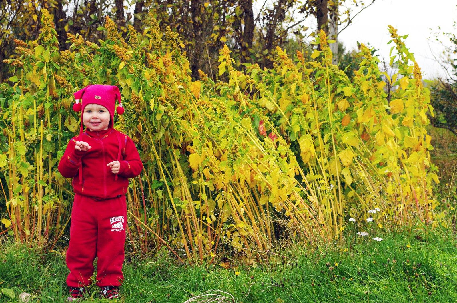 Ræktun Inkakorns í þróun á Íslandi