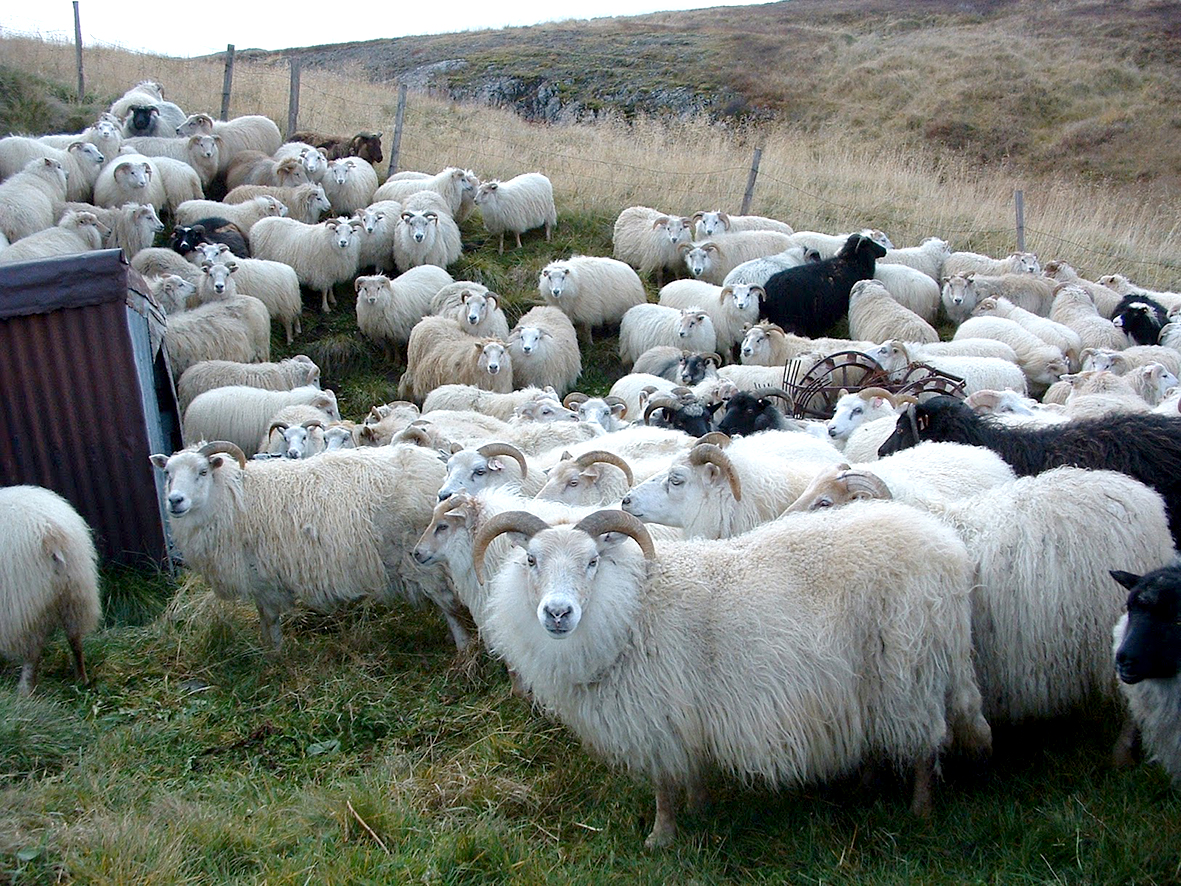 Sæðingar á tímum verndandi arfgerða