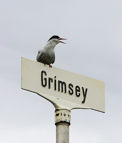 Mesti orkukostnaðurinn er í Grímsey