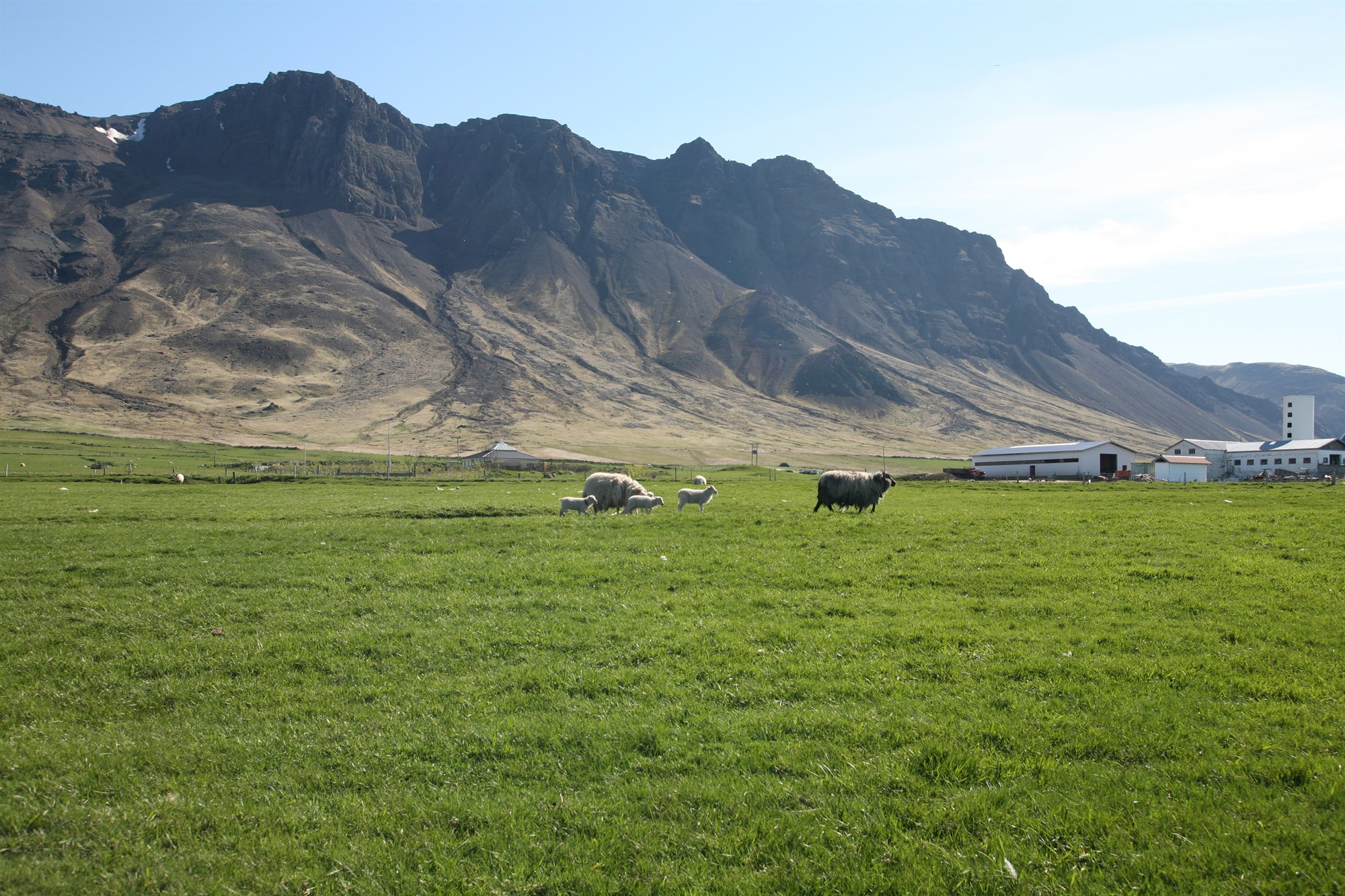 Hesturinn aflífaður á mannúðlegan hátt