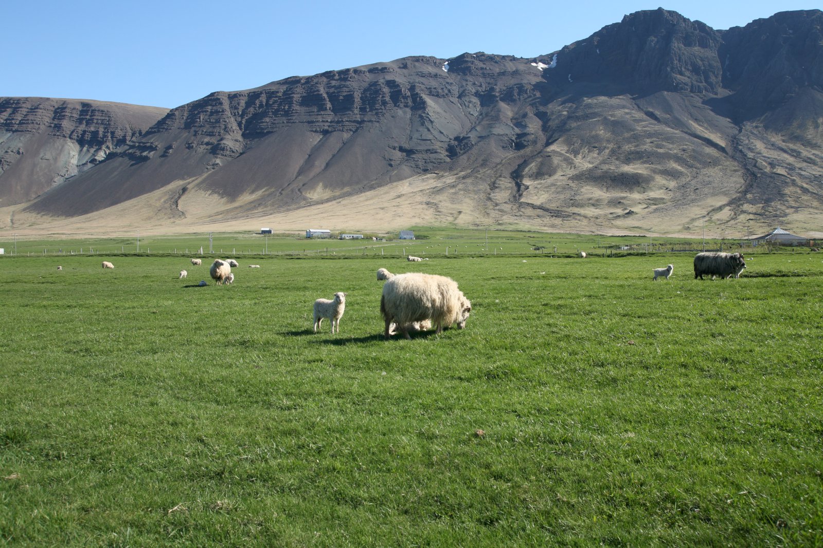Sauðfé hefur fækkað um 50% á Suðurlandi á 33 árum