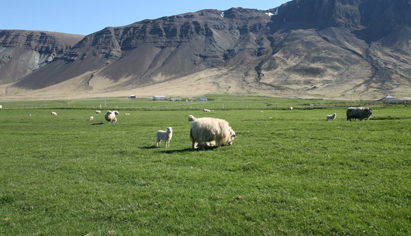 Sauðfé hefur fækkað um 50% á Suðurlandi á 33 árum