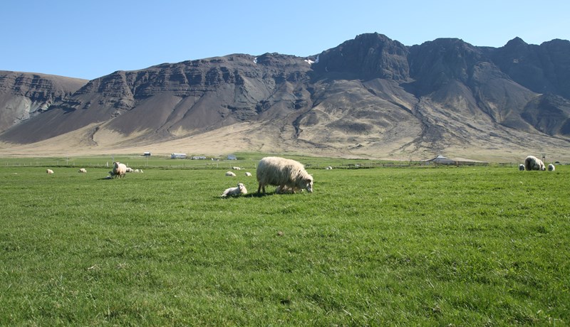 Sauðfjárrækt, gæðavottun og grænþvottur