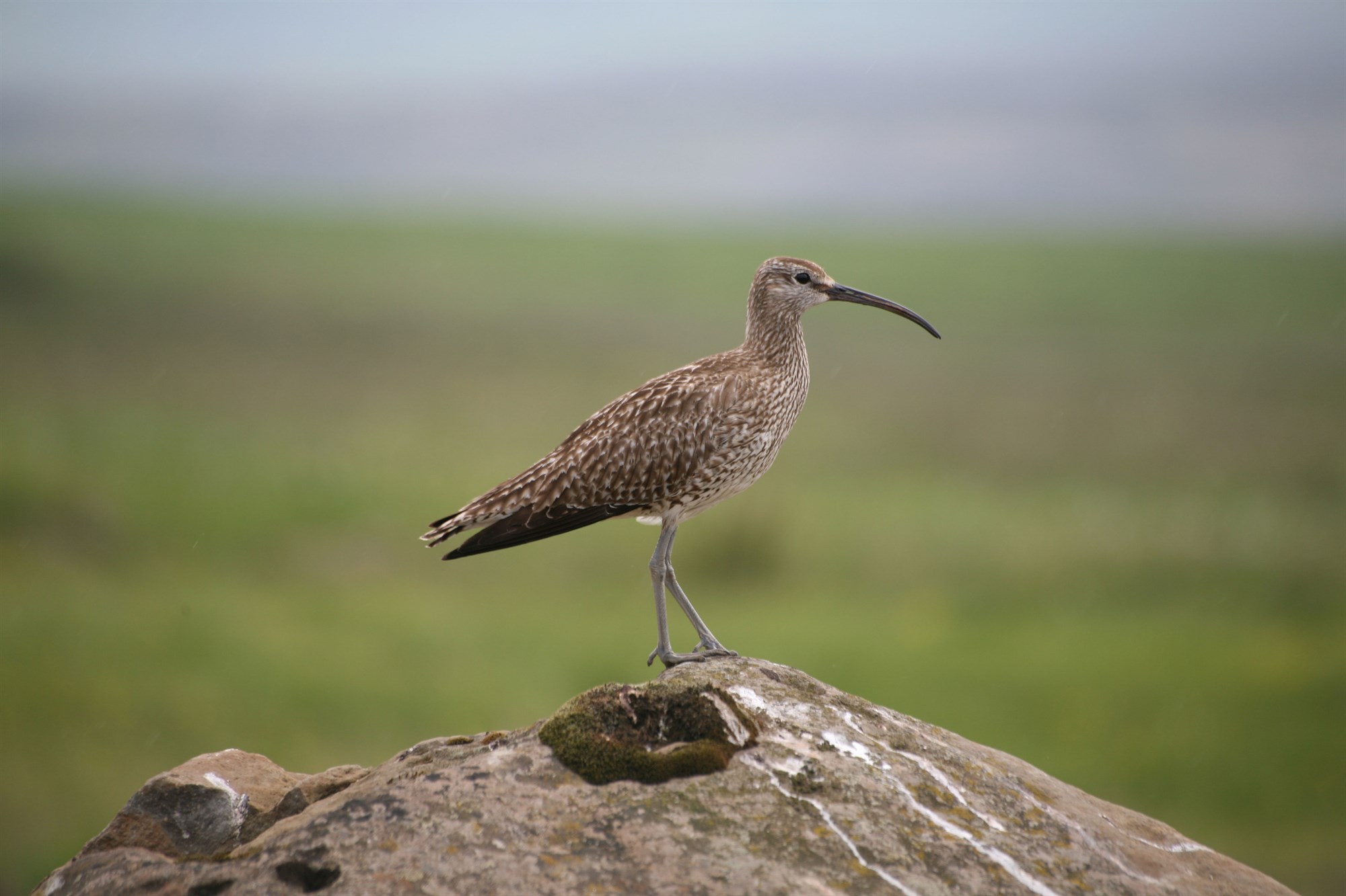 Hver verður Fugl ársins 2021?