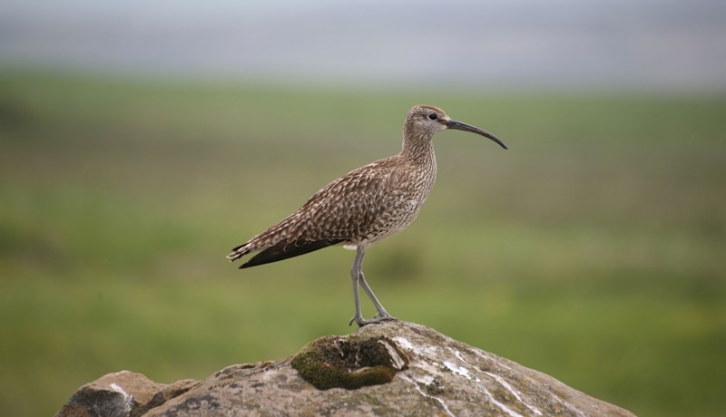 Hver verður Fugl ársins 2021?