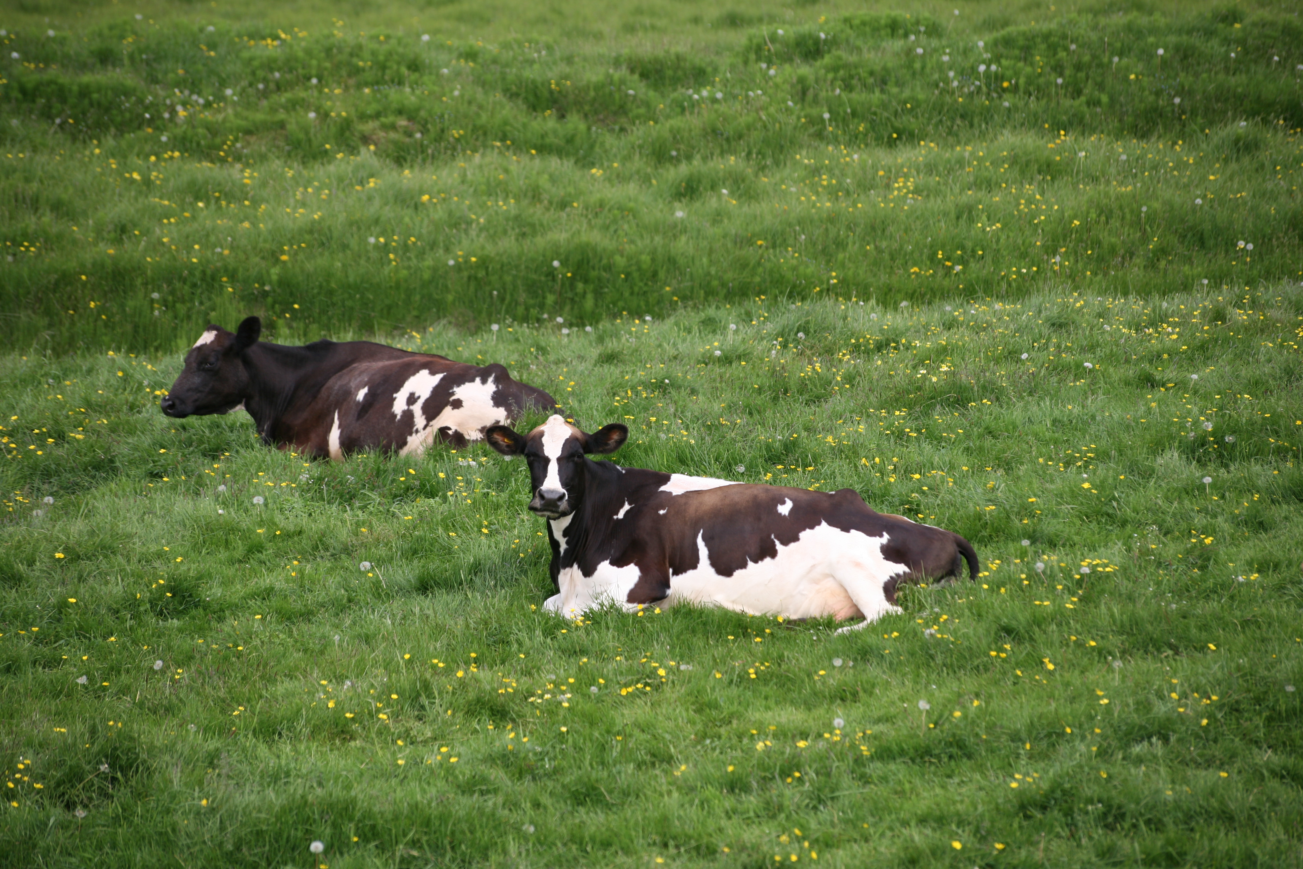 Lágmarksverð til kúabænda hækkar um 5,5 prósent