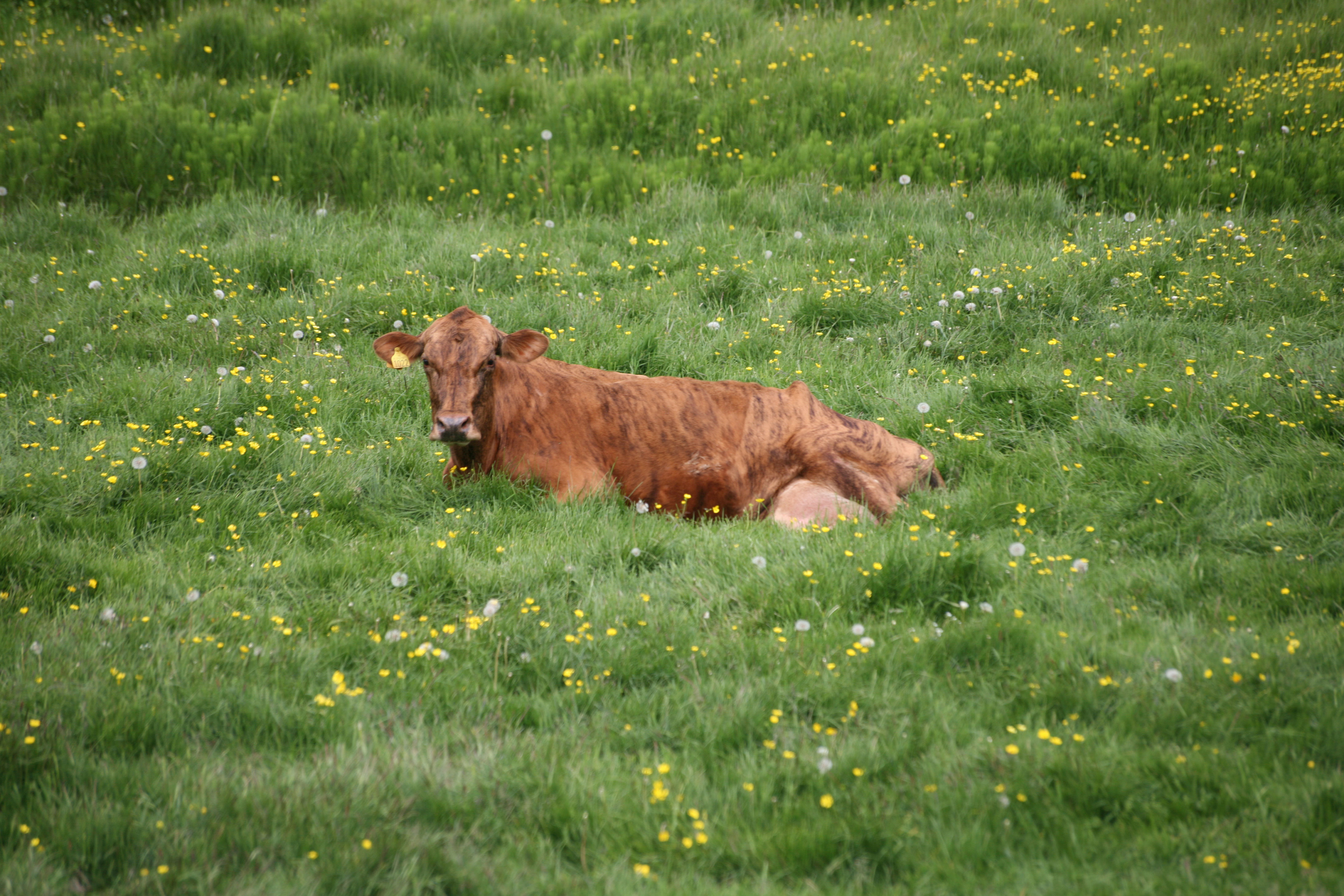 Bændur leggja áherslu á að minnka sótsporin