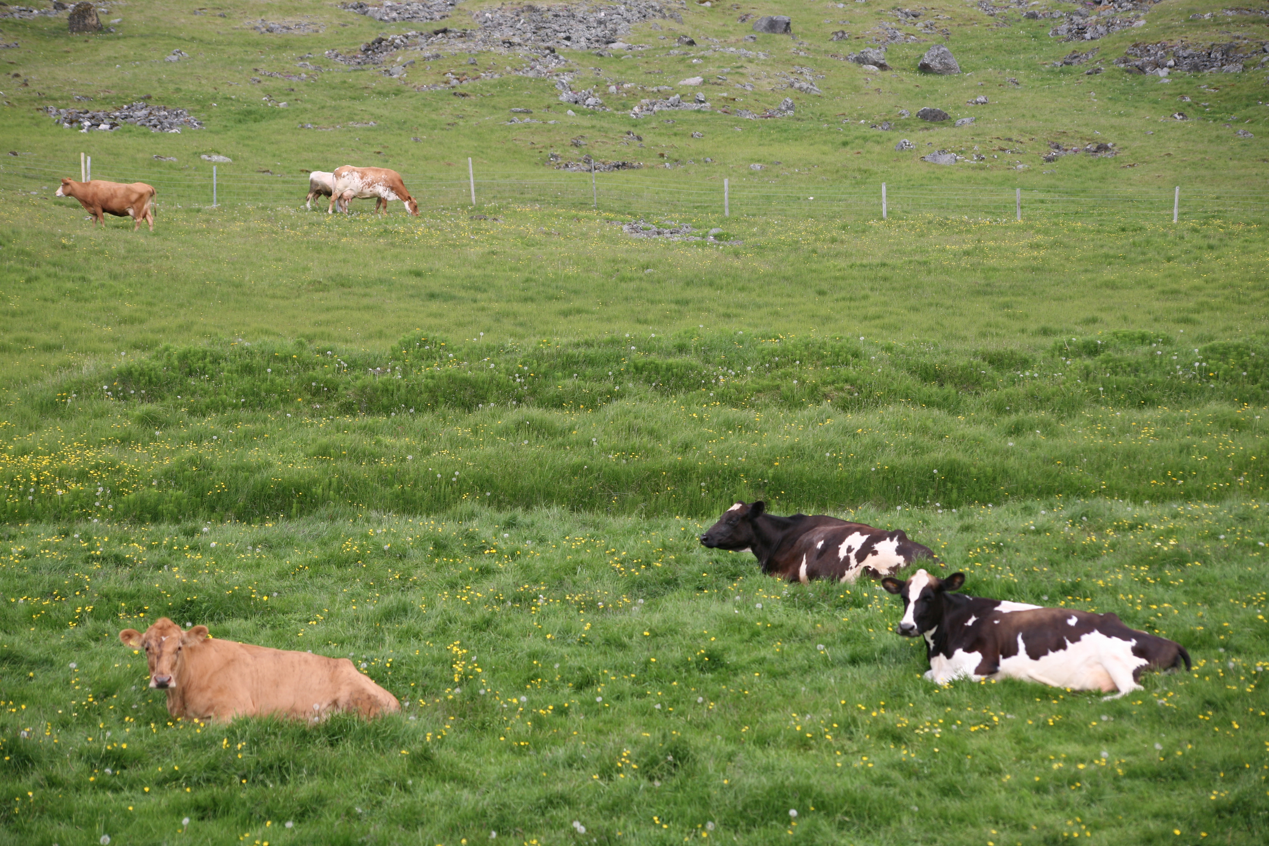 Kolefnislosun íslenskrar nautgriparæktar