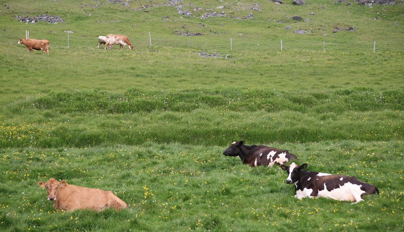 Kolefnislosun íslenskrar nautgriparæktar
