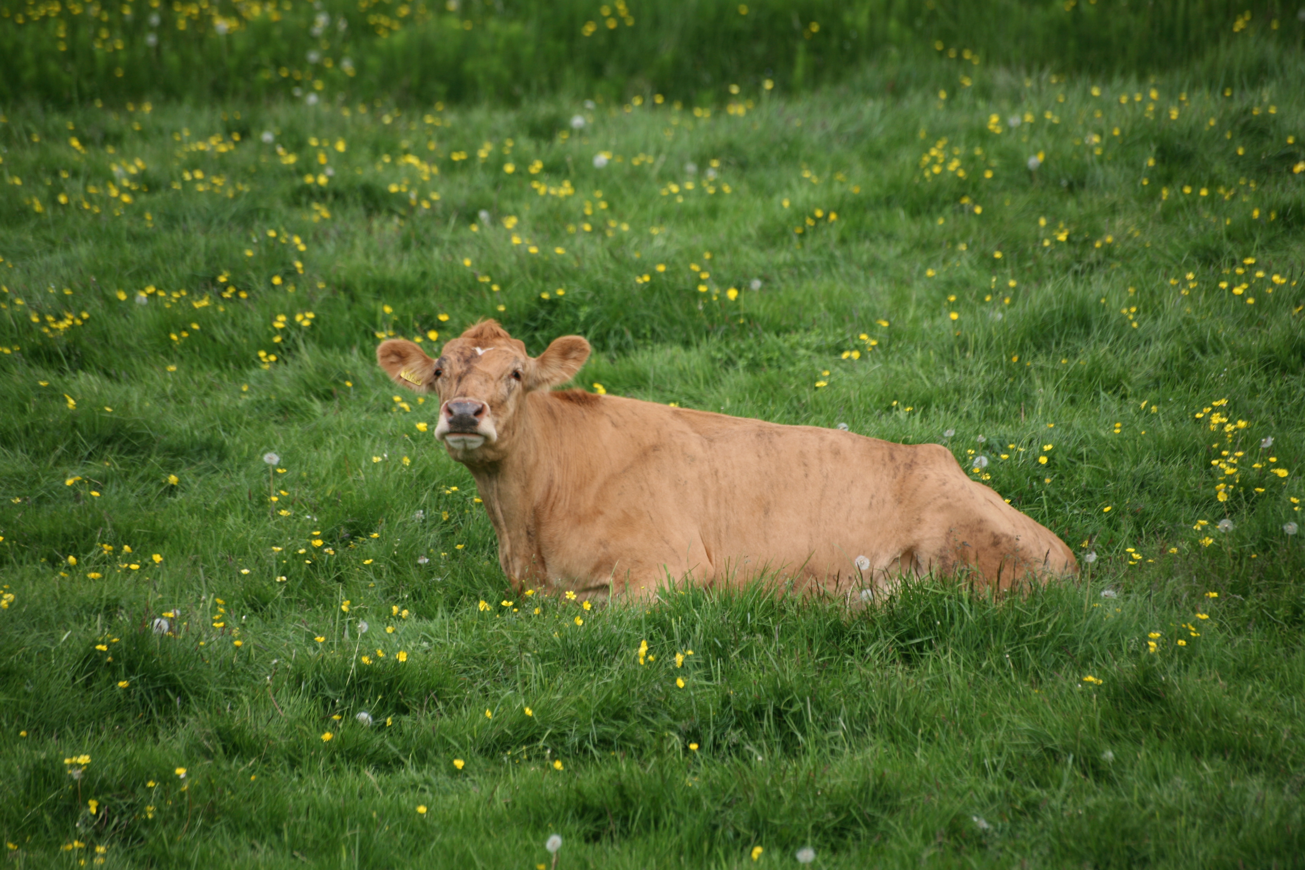 Loftslagsskýrsla um íslenska nautgriparækt