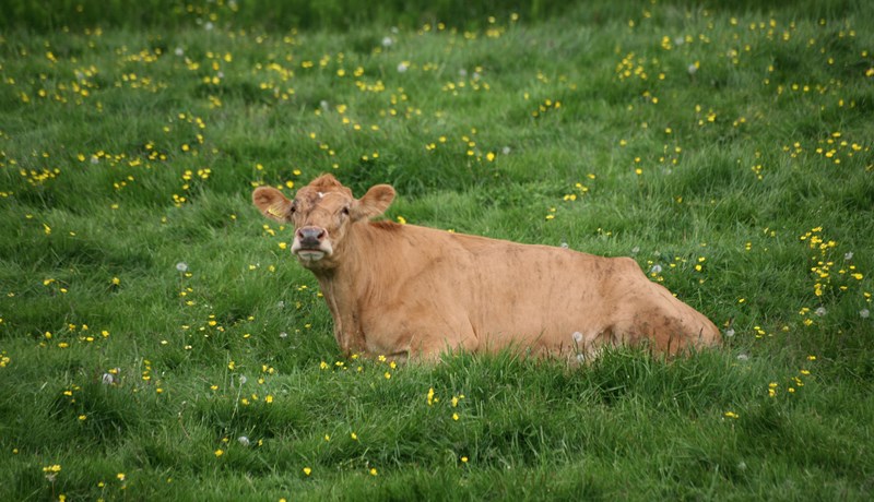 Loftslagsskýrsla um íslenska nautgriparækt