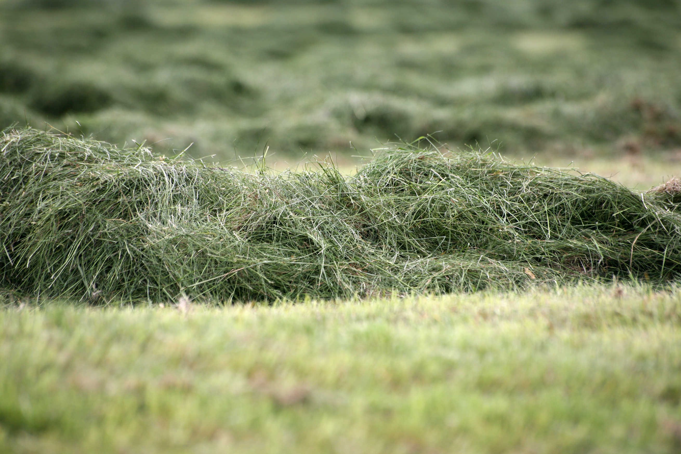 Heyfyrningum breytt í próteinríkt mjöl