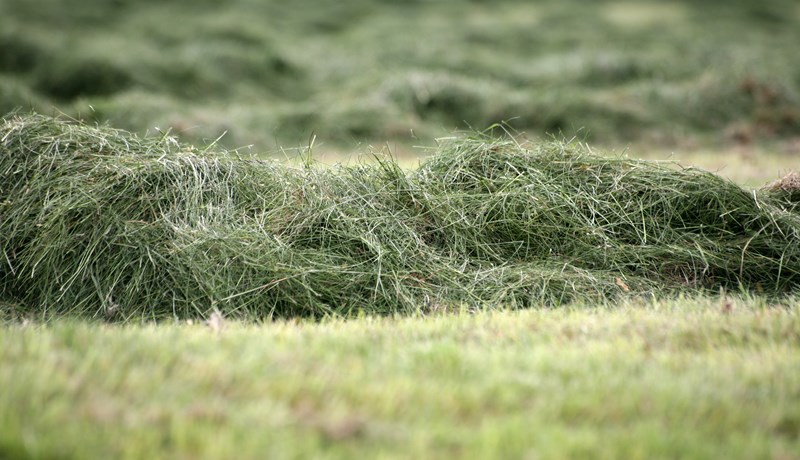 Heyfyrningum breytt í próteinríkt mjöl