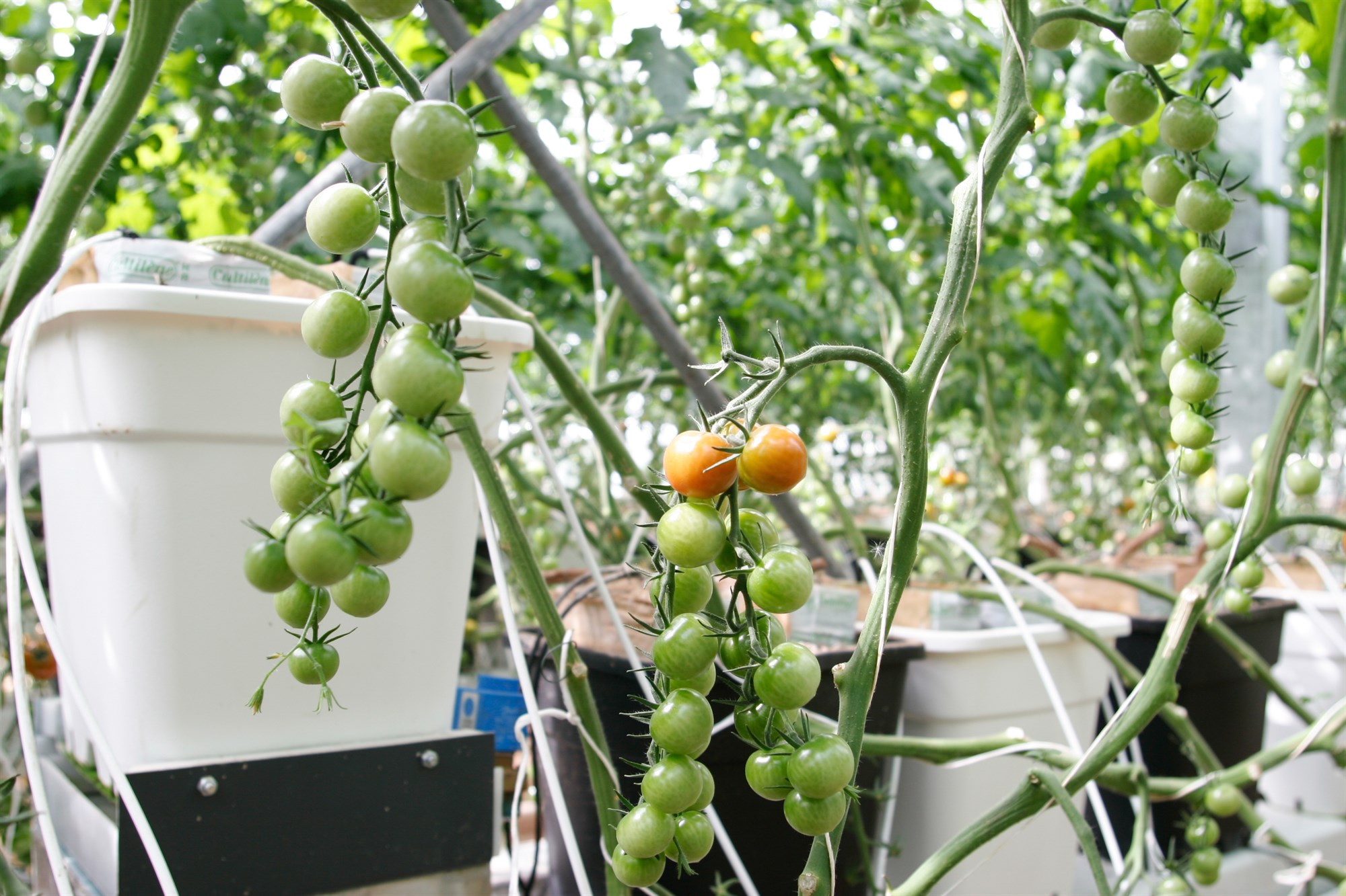 Garðyrkjubændur bíða eftir útspili stjórnvalda