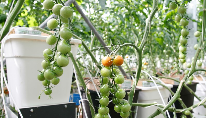 Garðyrkjubændur bíða eftir útspili stjórnvalda