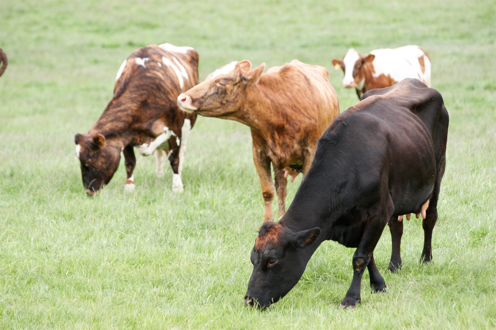 Dýravelferðarmál á borði matvælaráðherra