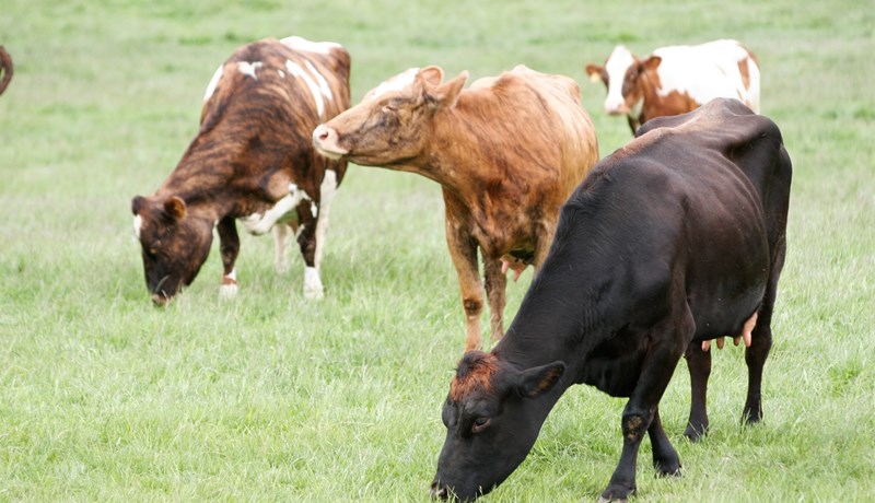 Dýravelferðarmál á borði matvælaráðherra