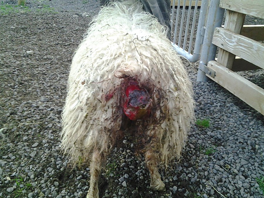 Dýrbítar í Deildardal