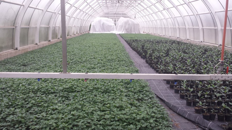 Nýju lífi blásið í gróður­stöðina að Tumastöðum