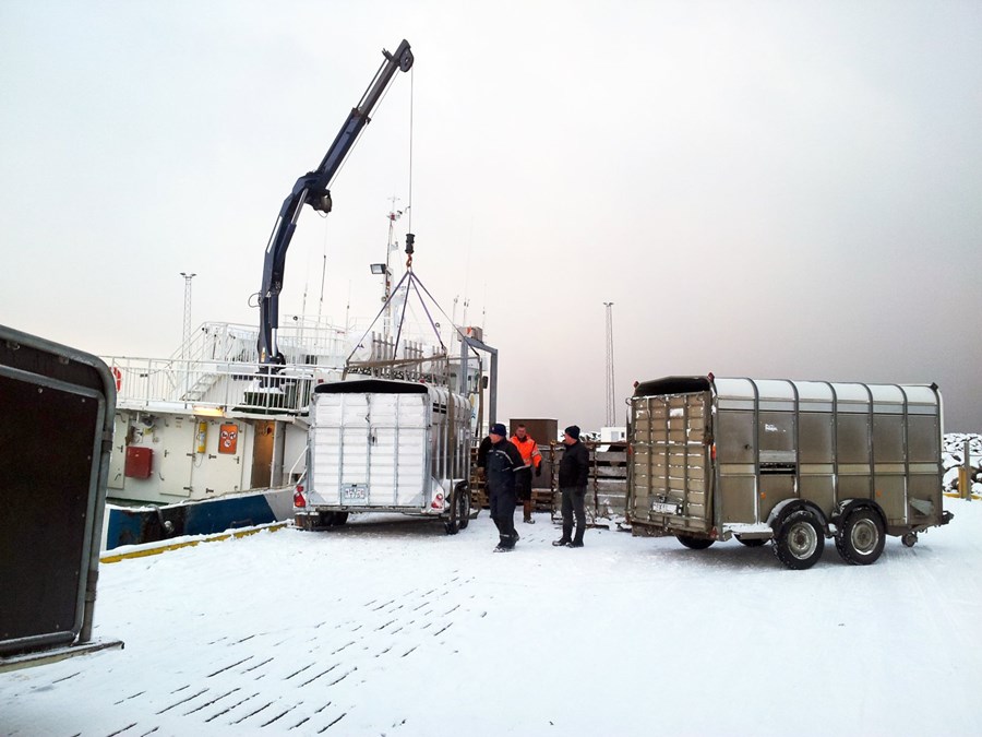 Kristinn F. Árnason, fyrrver­andi bússtjóri í Hrísey og einn eigenda Holda, stóð í ströngu á dögunum þegar allir nautgripir voru fluttir úr eynni og upp á land.