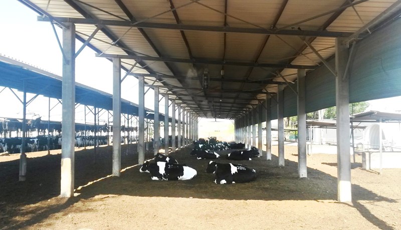 Með mestu meðalafurðir sem þekkjast í heiminum í dag