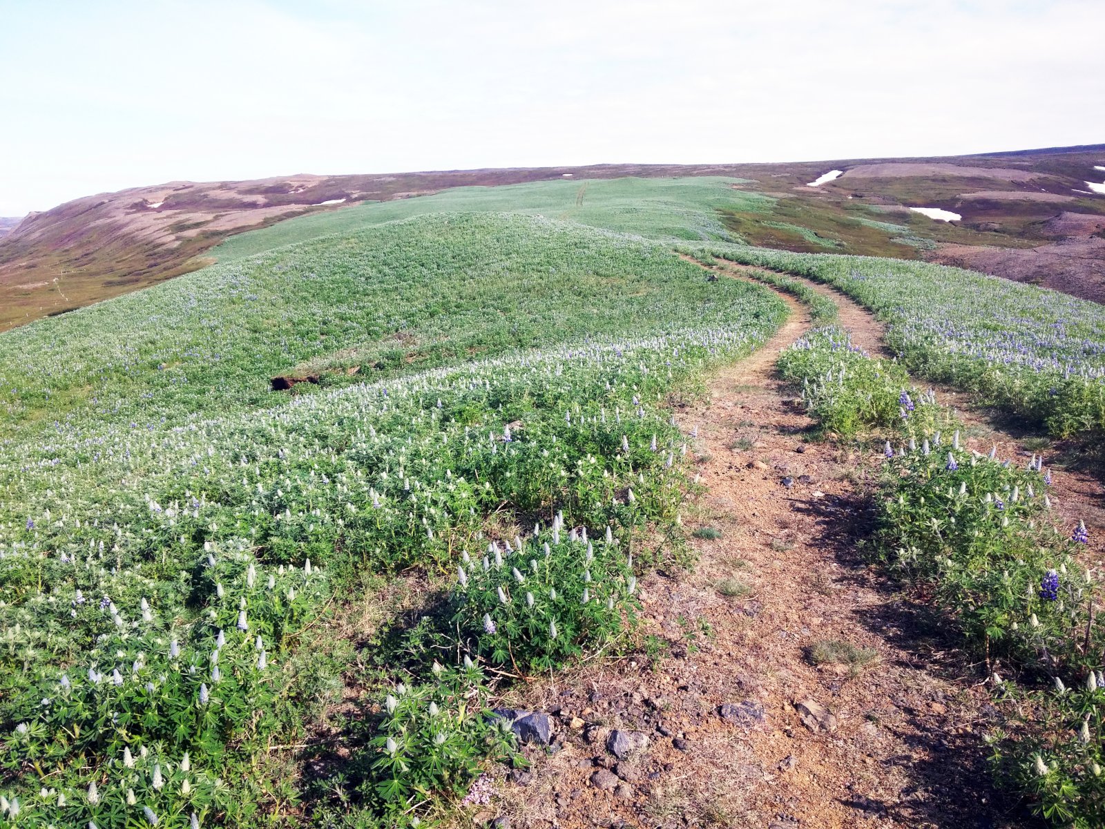 Lúpínan - besti vinur bóndans