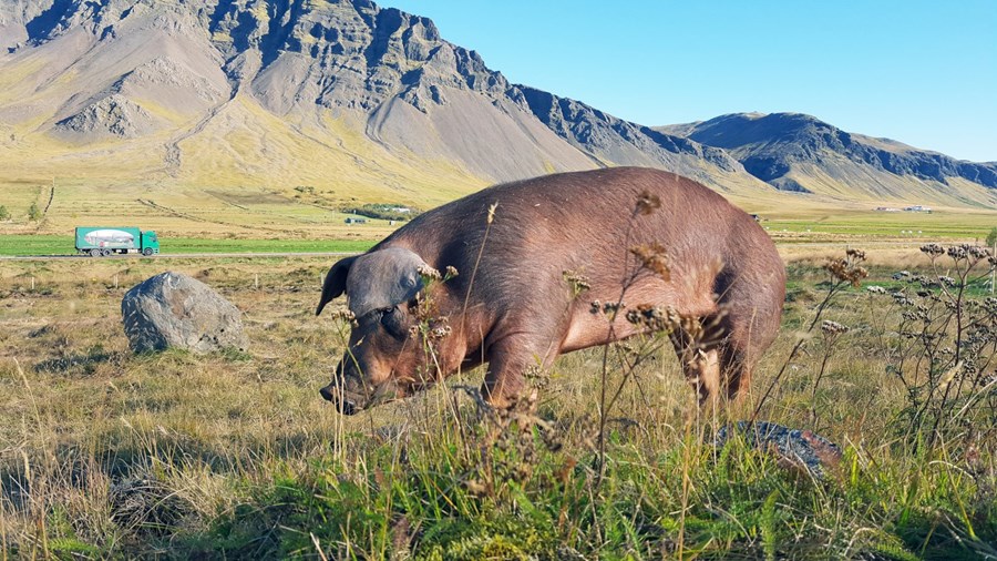 Duroc svínin höfðu það gott í útivistinni á Kjalarnesinu í sumar.