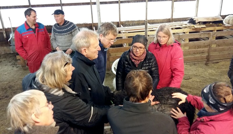 Feldfjárrækt−sauðfjárrækt