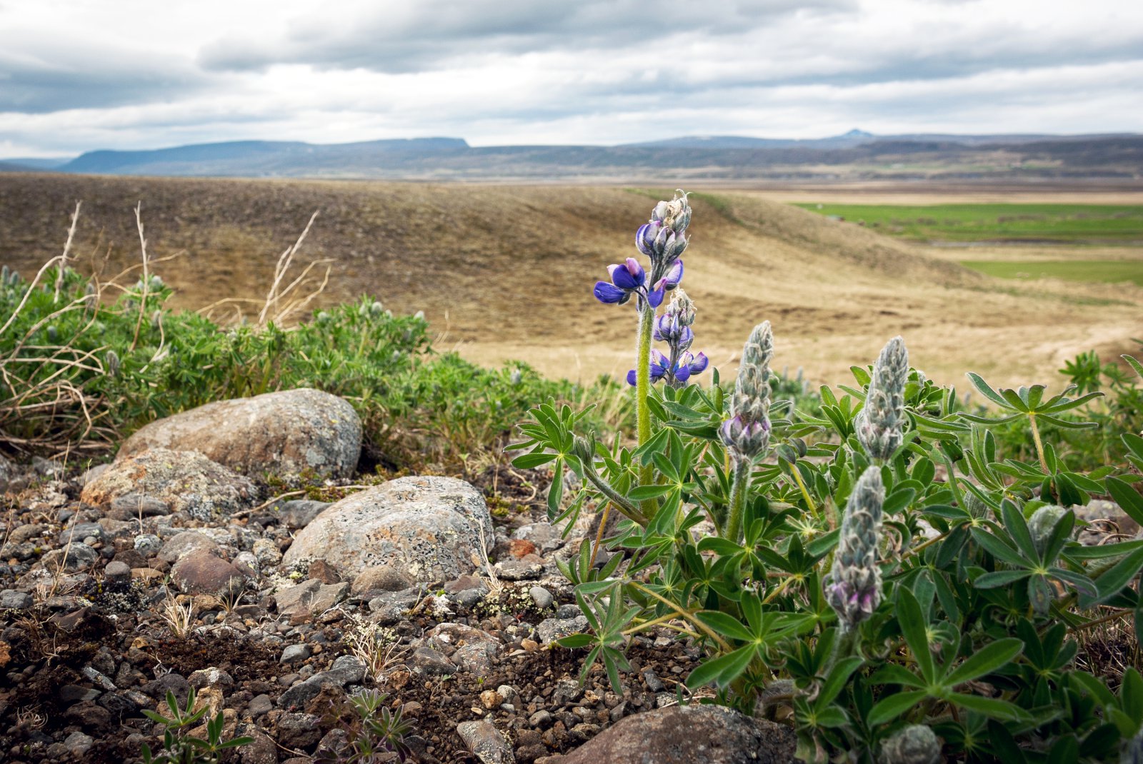 Sauðfjárrækt og landnýting í fortíð og framtíð