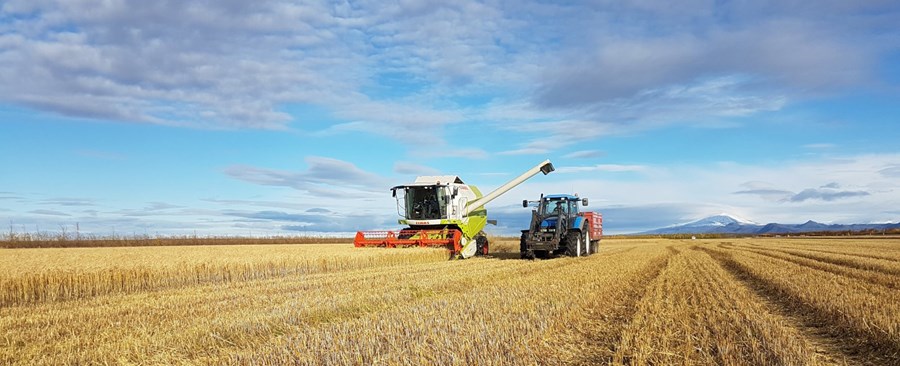 Frá kornþreskingu í landi Gunnarsholts síðastliðið haust.