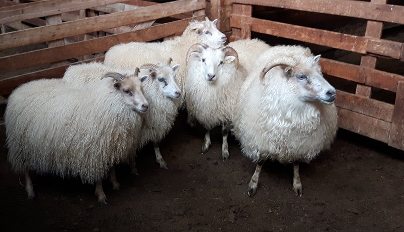 Afurðaverðskrá SS fyrir sauðfé 2021