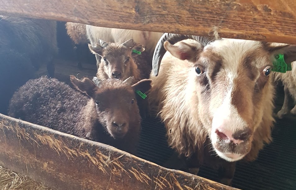 Vorskráningar í Fjárvís