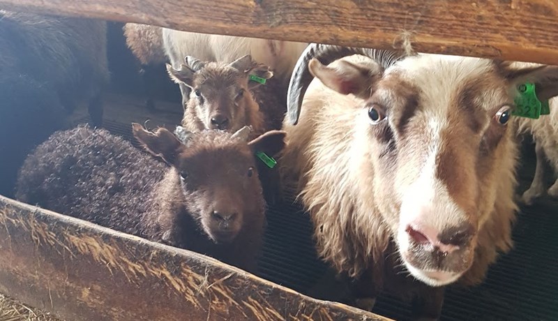 Vorskráningar í Fjárvís