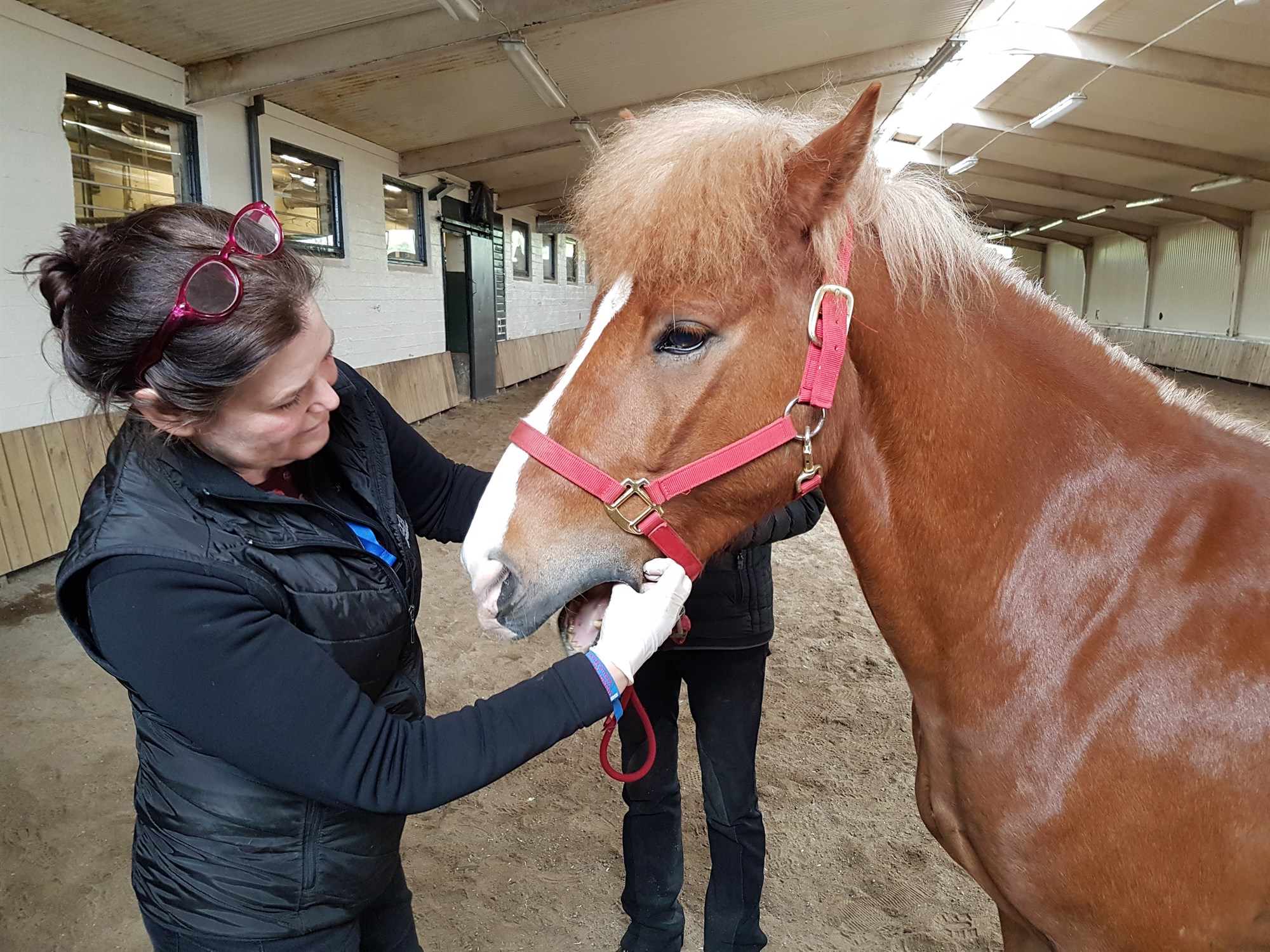 Velferðarvísir fyrir keppnishross sýnir jákvæða þróun