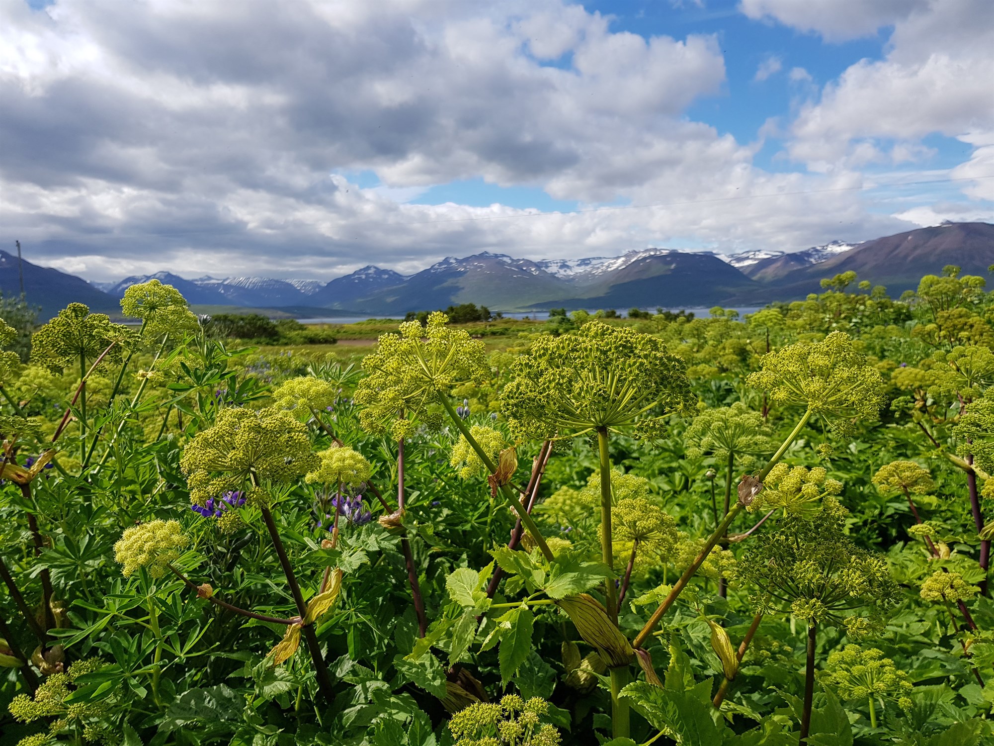 &#222;urfa 40–50 tonn af hvannarlaufum
