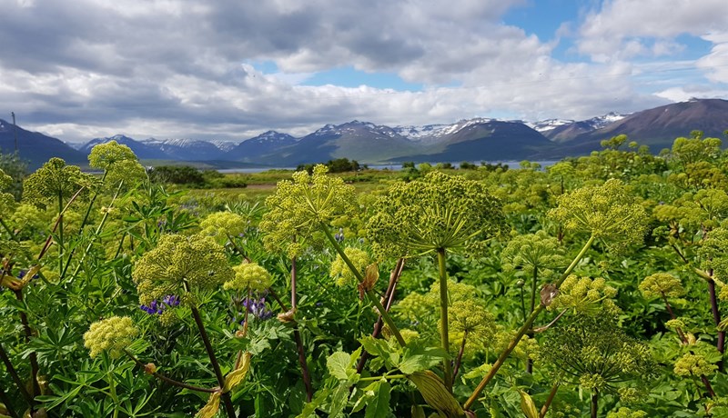 Þurfa 40–50 tonn af hvannarlaufum
