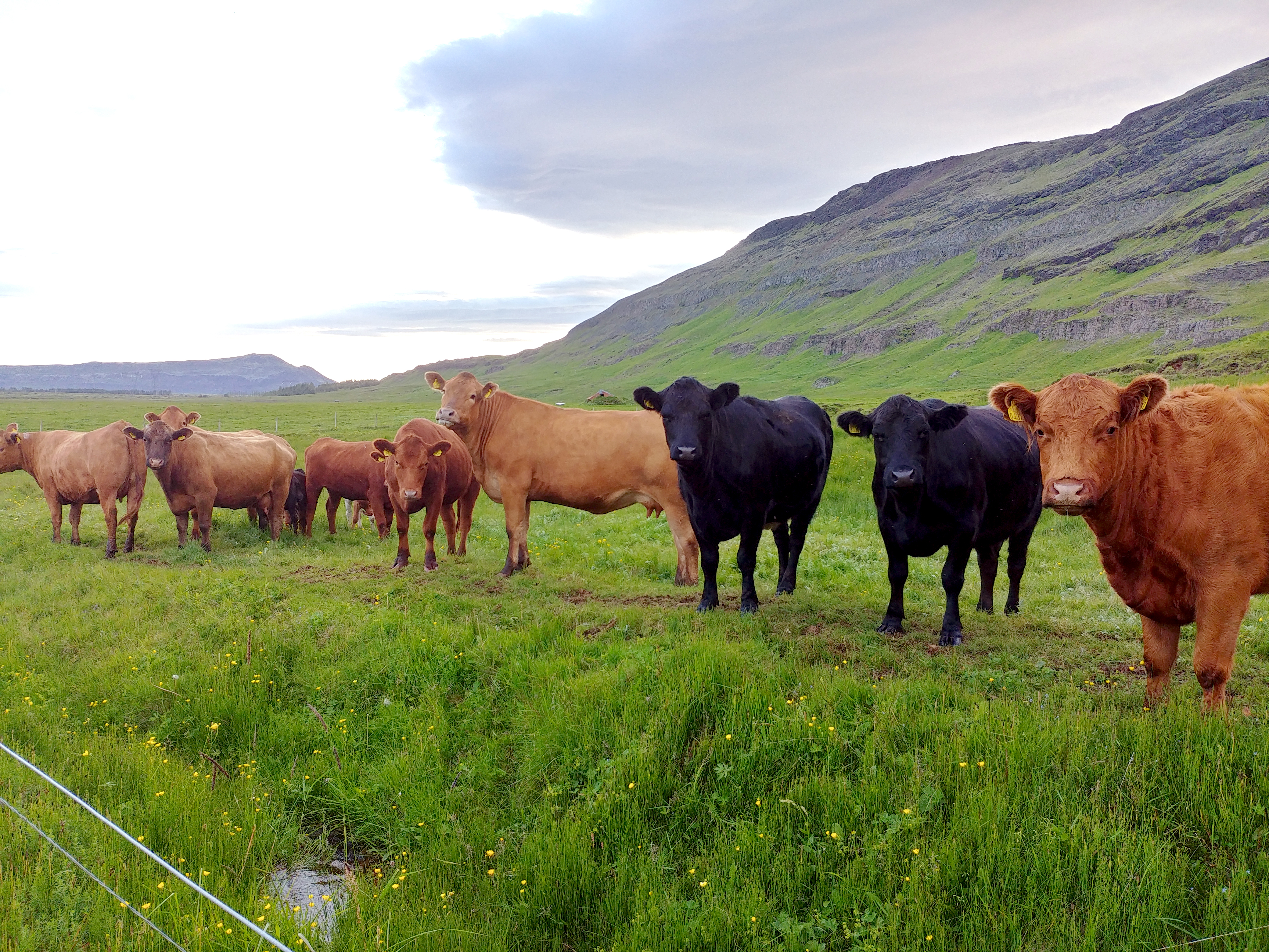 Erfðaframfarir með nýju erfðaefni af Angus – fyrsti hluti