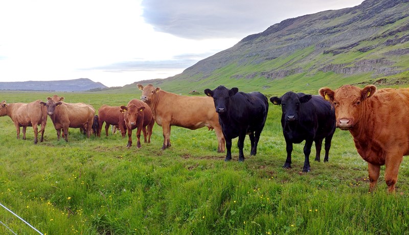 Erfðaframfarir með nýju erfðaefni af Angus – fyrsti hluti